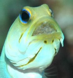 Mael Yellow-headed Jawfish Incubating a mouthful of eggs.... by Bill Miller 